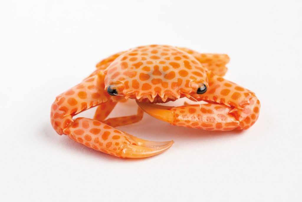 Guard crab