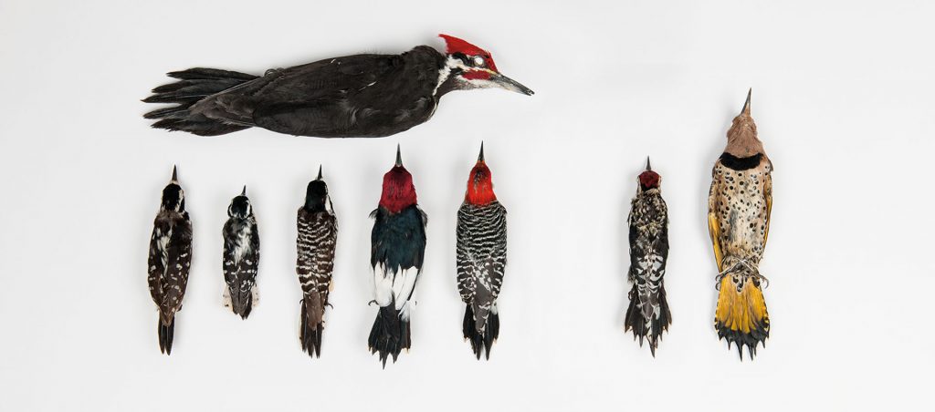 Florida woodpeckers