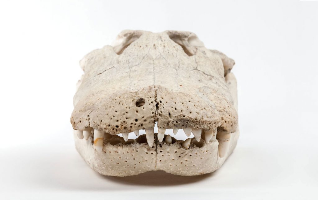 Albert the alligator, closed jaw