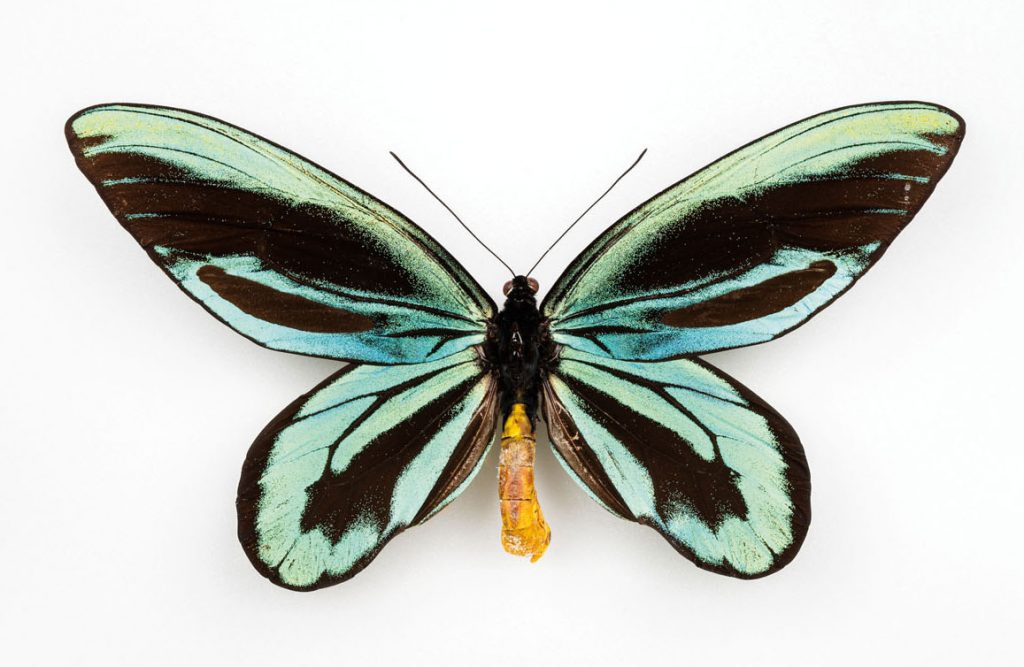 Queen Alexandra's birdwing butterfly