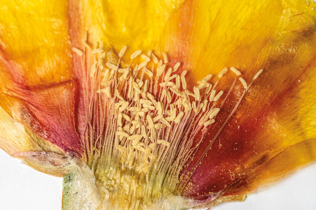 Prickly pear cactus species