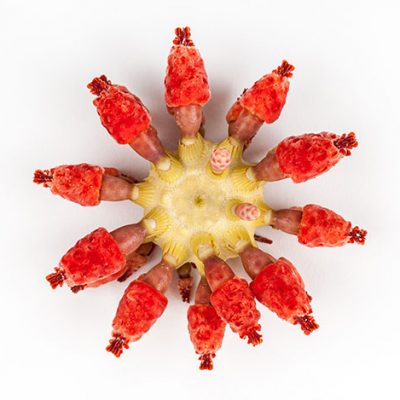 Strawberry Urchin 