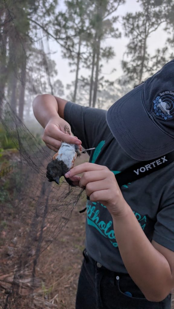 An Eastern Towhee being extracted from a mistnet at the UFBO