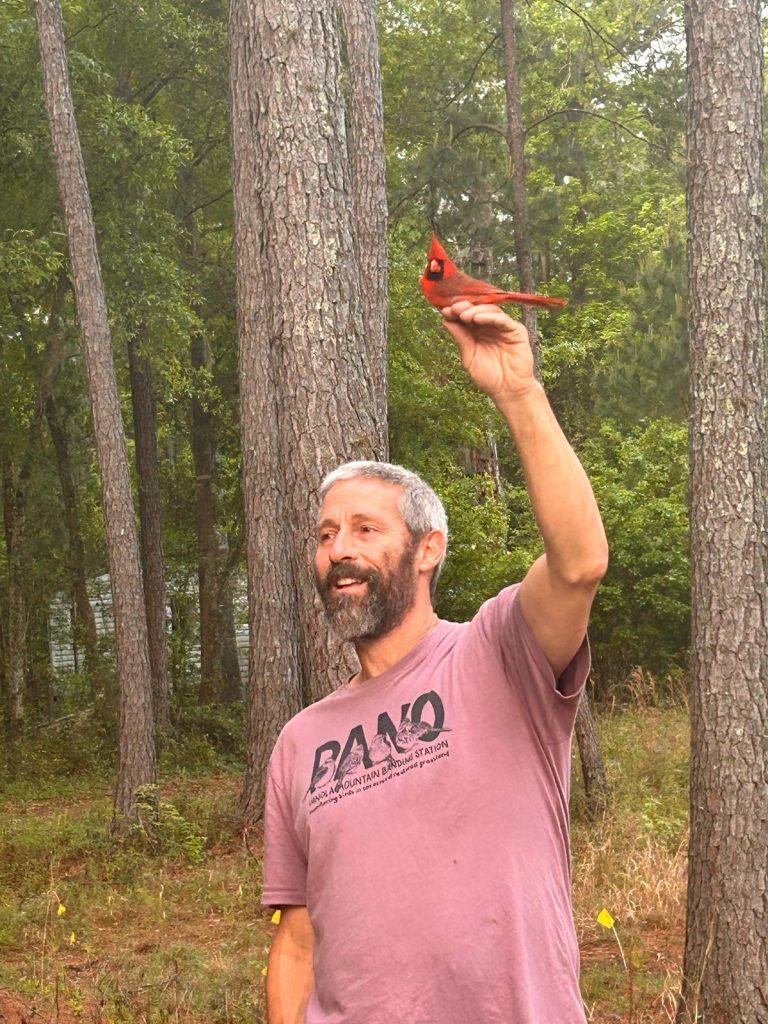 Charlie Muise releases a Northern Cardinal at the UFBO