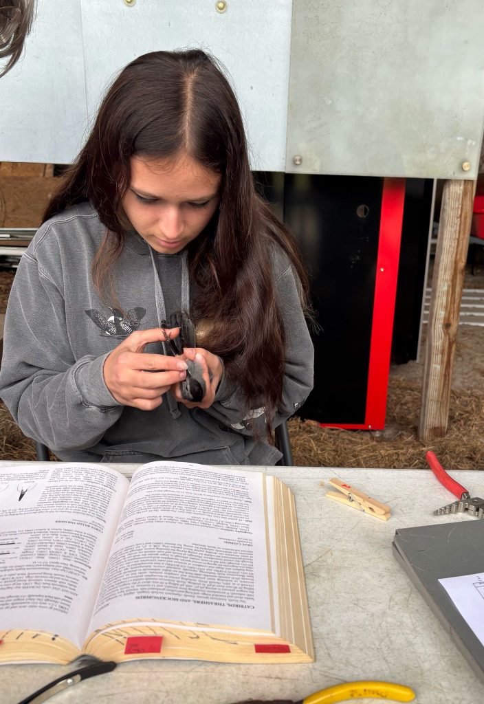 Student Mia Keriazes learning how to band and age a Gray Catbird