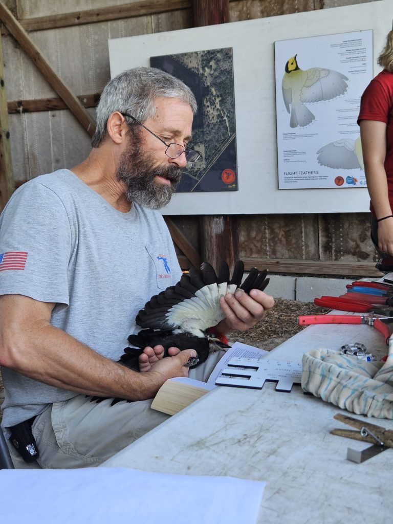 Charles Muise banding and checking molt patterns in a Pileated Woodpecker