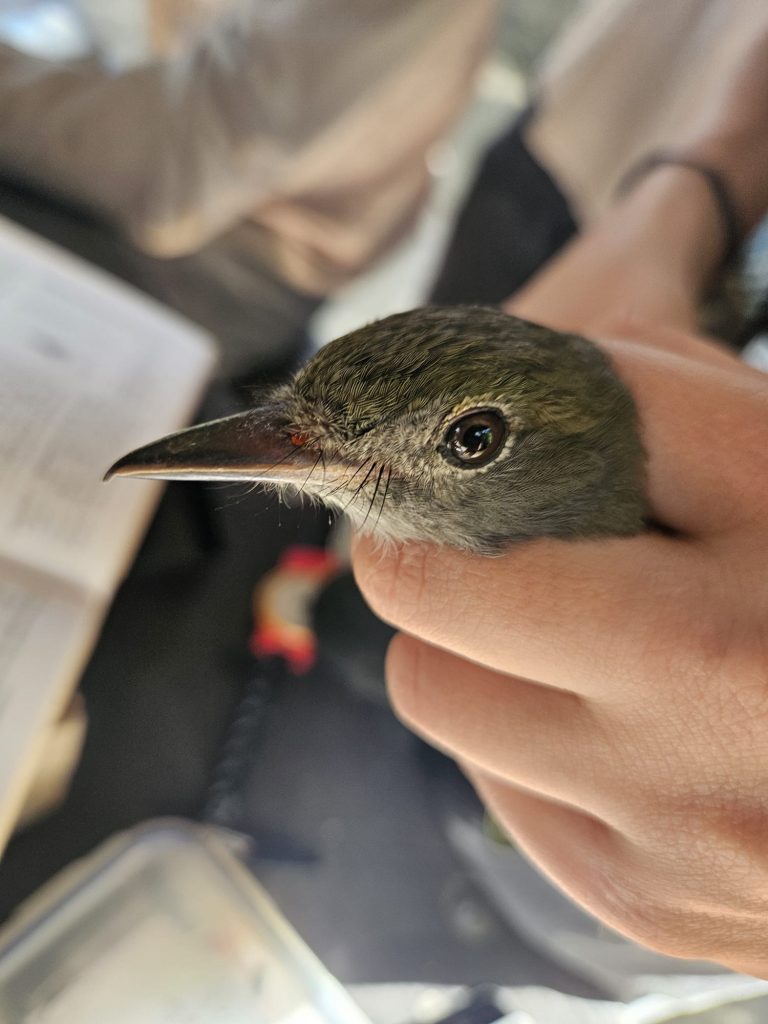 A Great Crested Flycatcher being banded at the UFBO
