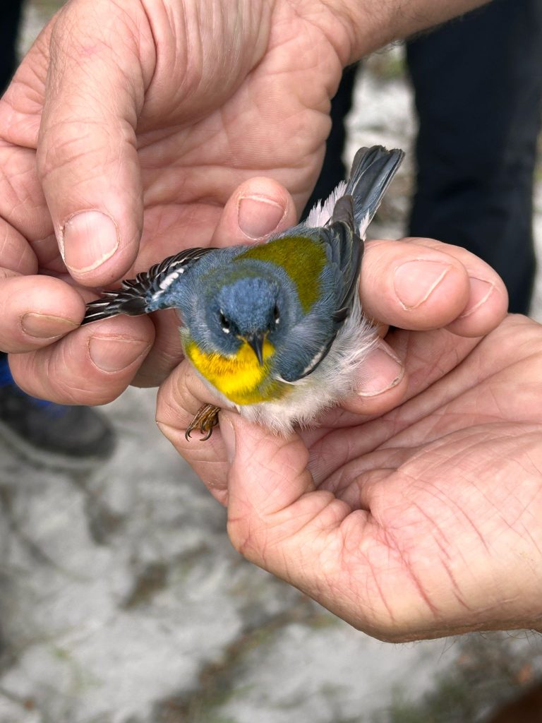 A beautiful Northern Parula being banded at the UFBO