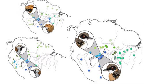illustration of birds showing where they are found along the Amazon