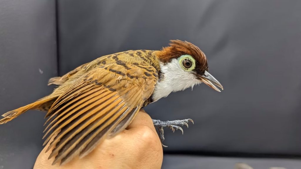 live bird held by a hand