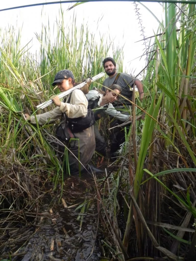 three people walking through tall march grass