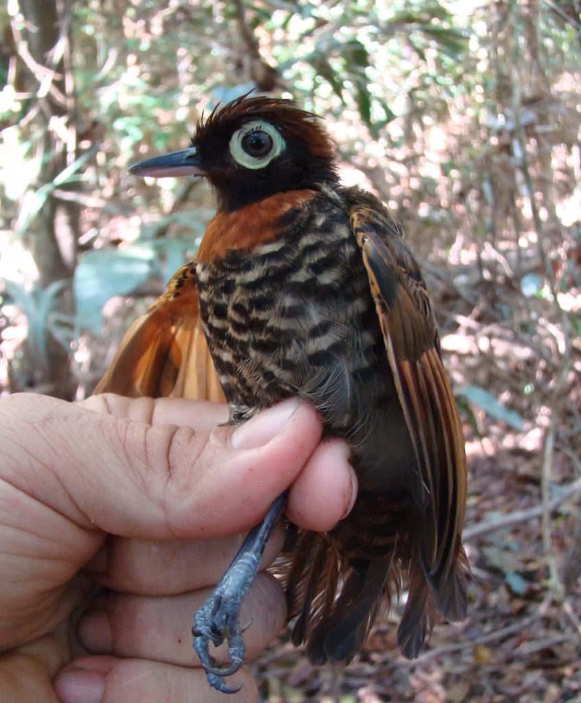 a hand holding a bird with white ring around its eye