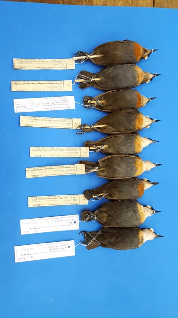 row of bird specimens with specimen tags set in a row on a blue background