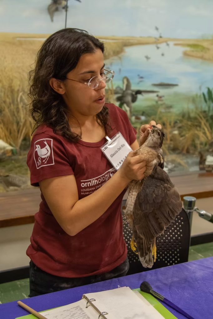 researcher holding hawk specimen