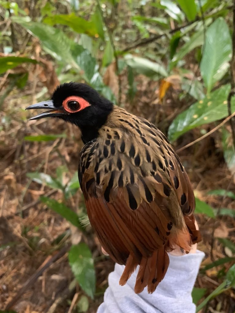 bird with a black hand and a red ring around its eye