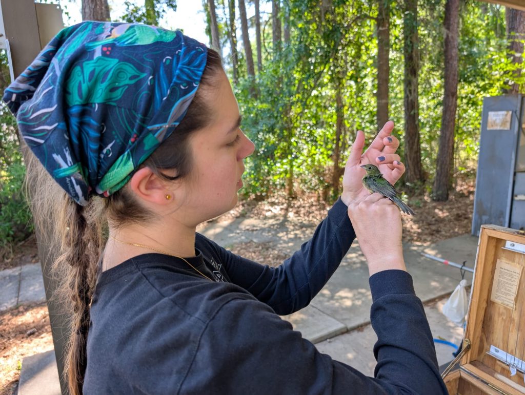 PhD student Shelby Palmer bands a Painted Bunting at the UFBO