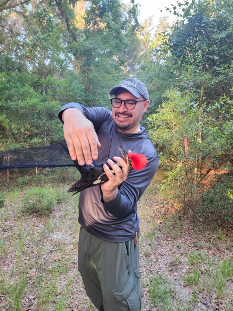 PhD student, Orlando Acevedo extracting a Pileated Woodpecker from a mistnet