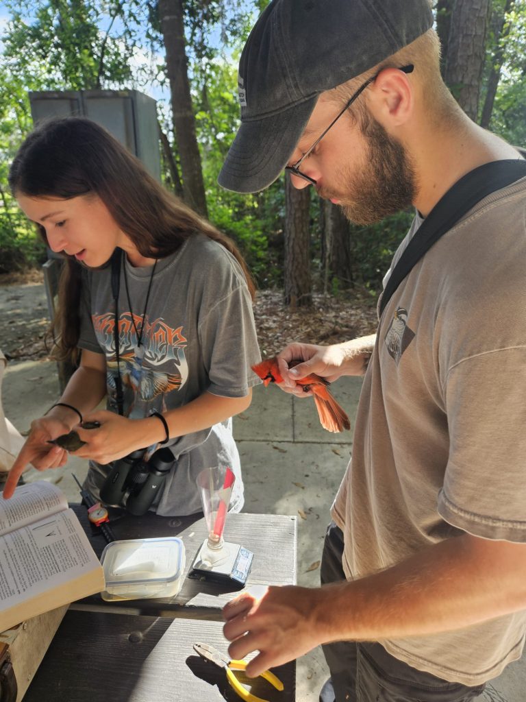 Students Mia Keriazes and Preston Ballard banding birds and collecting data on age and feather quality