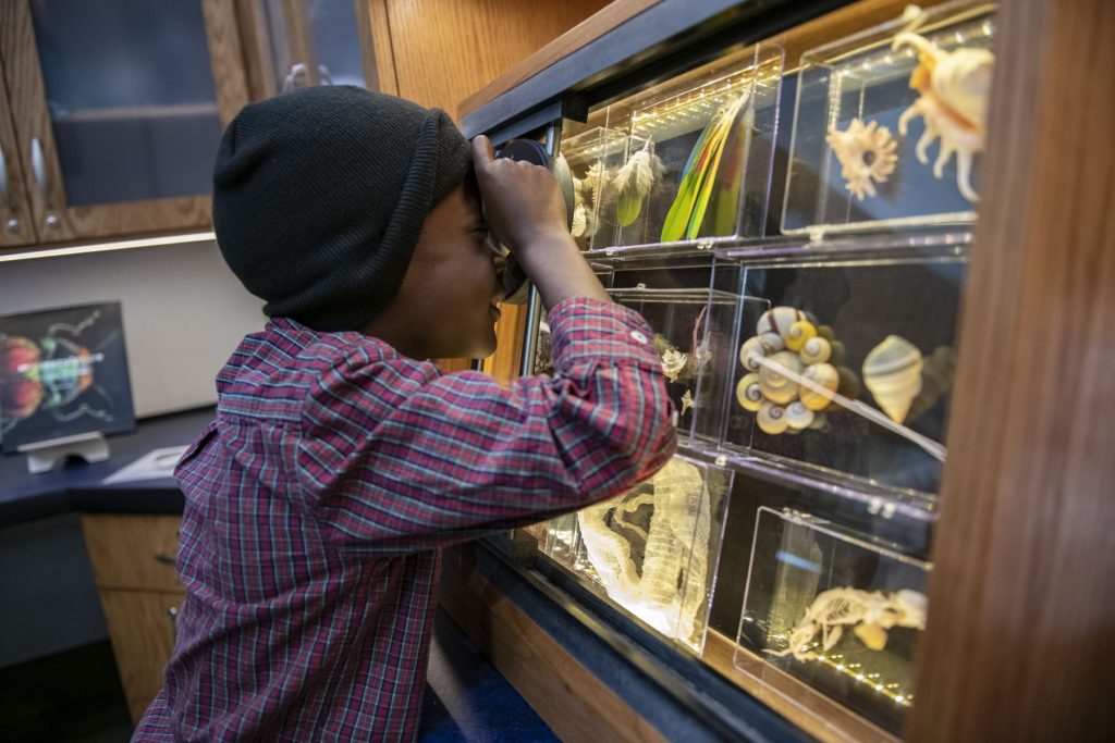 a child peers through a museum display case at biological specimens