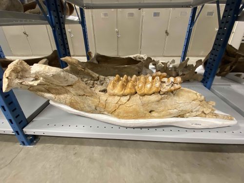 Mastodon Jaws