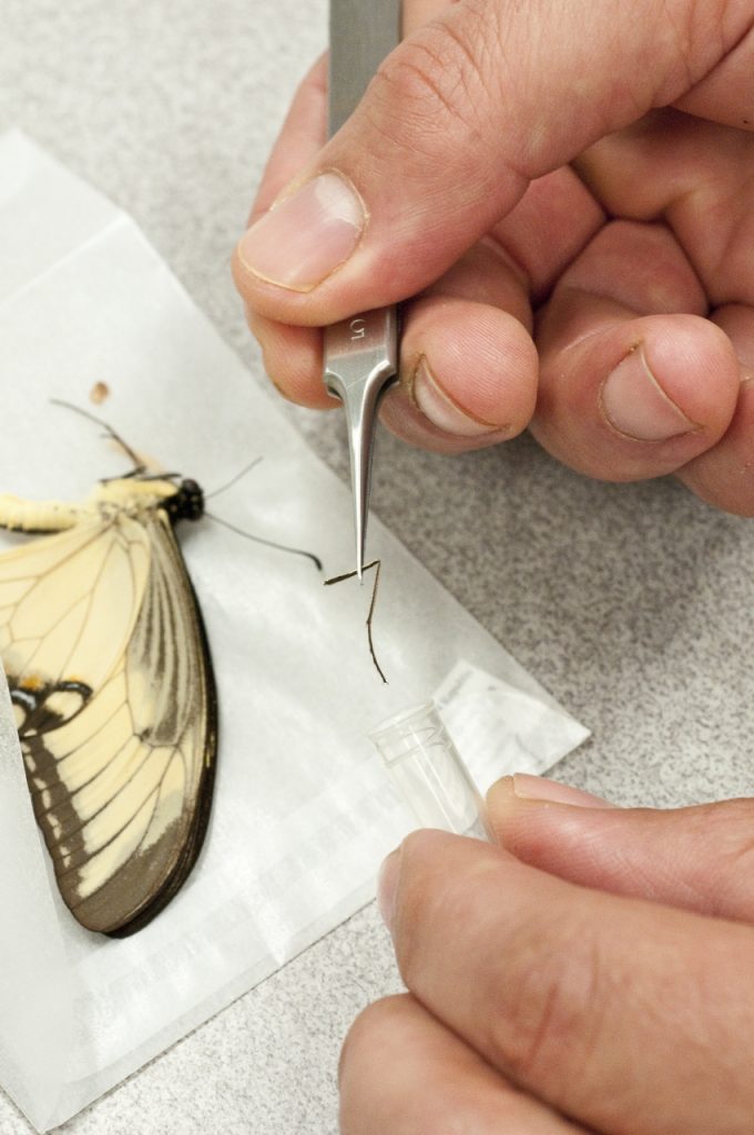 butterfly with tweezers