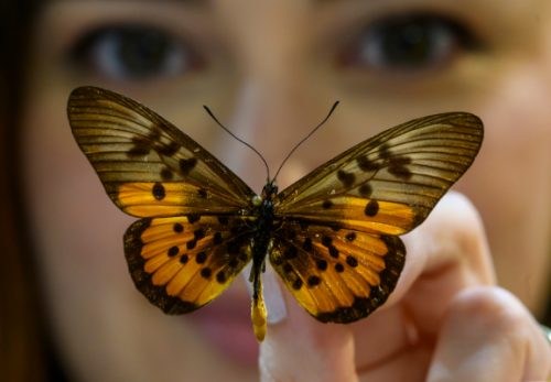 person holding up a butterfly specimen in front of the camera