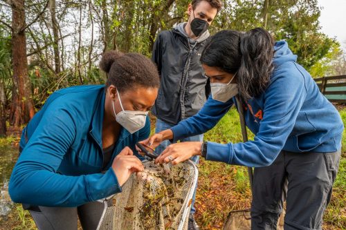 three student researchers looking into a net full of leaves and grasses