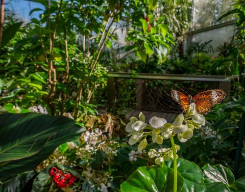 a butterfly resting on a flower sprig against a jungle-like museum butterfly exhibit