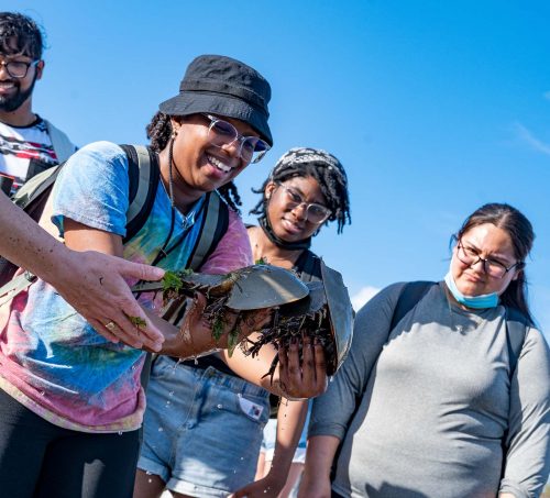 several young adults lean over one holding two horseshoe crabs with a bright blue sky behind them hinting at the outdoors and the beach