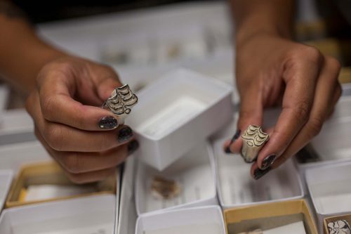 two hands each holding an elaborately folded mammal fossil tooth over a tray of smaller boxes with other fossils