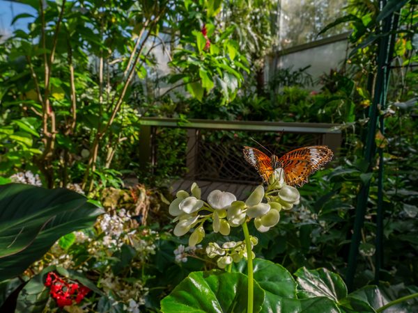a butterfly resting on a flower sprig against a jungle-like museum butterfly exhibit