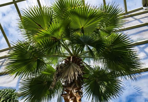 Palm tree in the rainforest