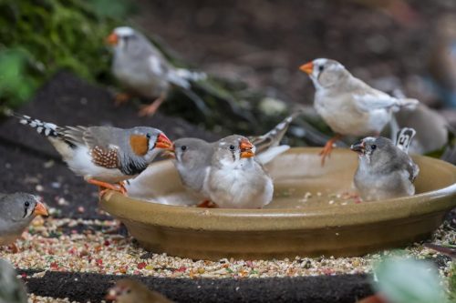 Zebra finches sit inside a bowl in the Butterfly Rainforest.