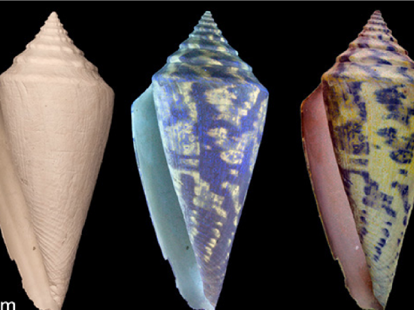 Conus adversarius after exposure to UV light procedure
