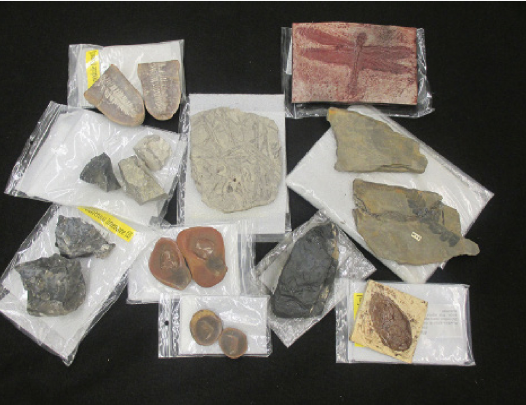 Array of fossils from trunks