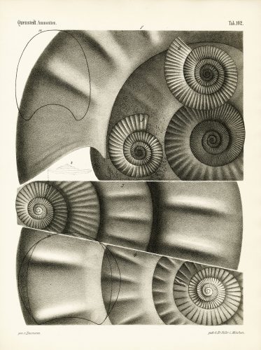 Plate 102 from Die Ammoniten des Schwäbischen Jura (1883-85) by Friedrich August von Quenstedt.
