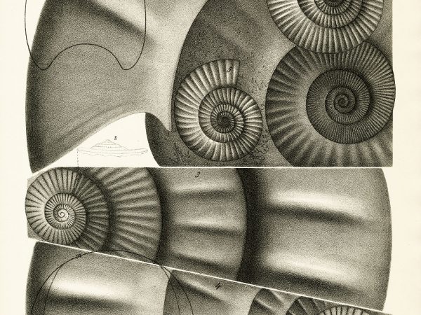 Plate 102 from Die Ammoniten des Schwäbischen Jura (1883-85) by Friedrich August von Quenstedt.