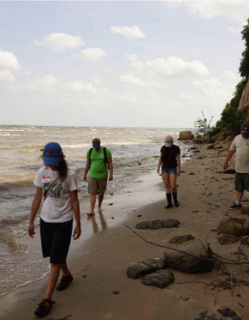 Fossil hunting along the Calvert Cliffs