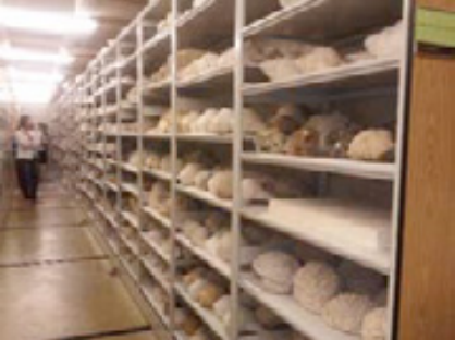 FLMNH invertebrate paleo collection