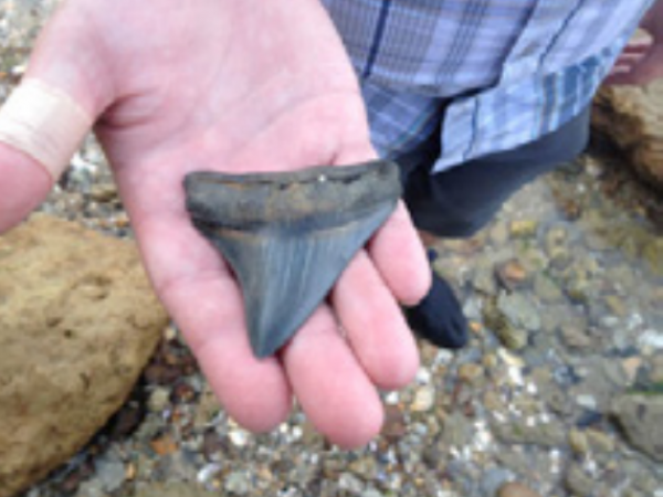 A perfect Meg lateral/posterior was plucked from the beach along Potomac River (CMM mini-conference)