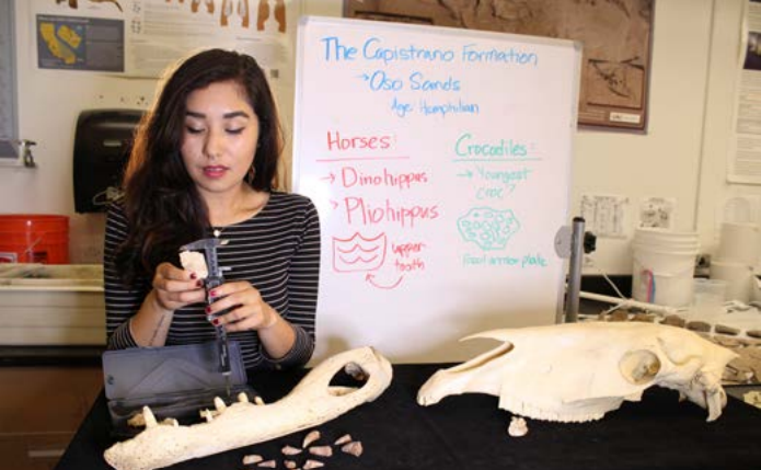 Michelle examines the size of a fossil horse tooth in the vertebrate paleontology lab at California State University Fullerton