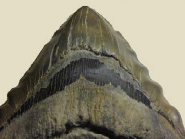 Figure 3. Megalodon tooth exhibiting wavy cutting edges