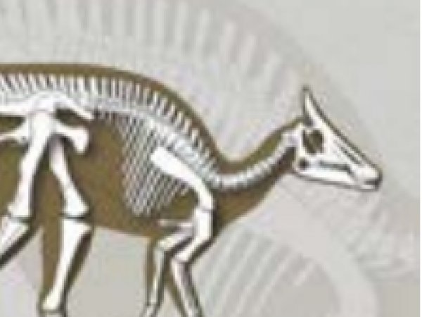 Augustynolophus morrisi