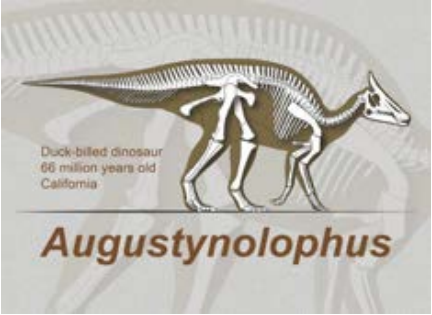 Augustynolophus morrisi