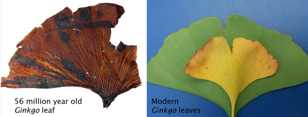 Fossilized and modern ginkgo leaves