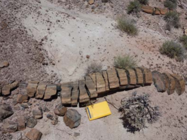 Triassic petrified wood in Bears Ears National Monument. Photo credit: Allison Stegner, 2017
