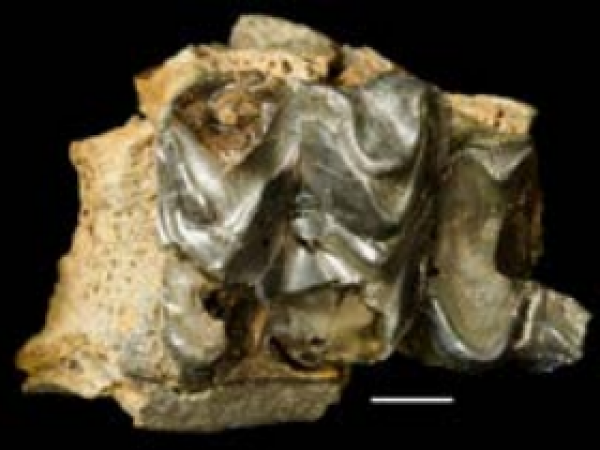 Right upper tooth, probably the 1st molar, and fragment of adjacent tooth, of the anthracothere collected from the Belgrade Quarry, North Carolina. The white scale bar (lower right) represents 5 mm (Jeanette Pirlo photo).