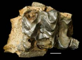 Right upper tooth, probably the 1st molar, and fragment of adjacent tooth, of the anthracothere collected from the Belgrade Quarry, North Carolina. The white scale bar (lower right) represents 5 mm 
(Jeanette Pirlo photo).