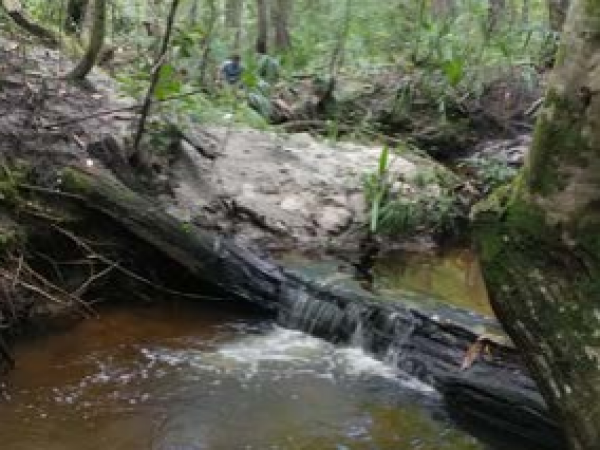 A Gainesville creek popular among fossil hunters. Photo credit Maggie Paxson