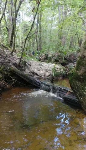 A Gainesville creek popular among fossil hunters. 
Photo credit Maggie Paxson
